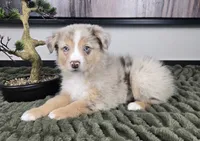Rusty, a male Australian Shepherd for sale in Bargersville, IN – 5 of 5