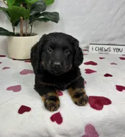 Dakota, a male Pembroke Welsh Corgi and Miniature Dachshund for sale in Bargersville, IN – Photo 1 of 6