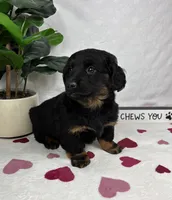 Dakota, a male Pembroke Welsh Corgi and Miniature Dachshund for sale in Bargersville, IN – Photo 3 of 6