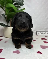 Dakota, a male Pembroke Welsh Corgi and Miniature Dachshund for sale in Bargersville, IN – Photo 2 of 6