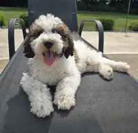 Louie, a male Miniature Labradoodle for sale in Bargersville, IN – 1 of 5