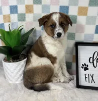 Ryder , a male Australian Cattle Dog for sale in Bargersville, IN – Photo 3 of 6