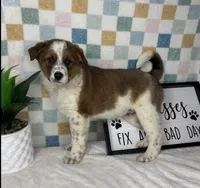 Ryder , a male Australian Cattle Dog for sale in Bargersville, IN – Photo 6 of 6