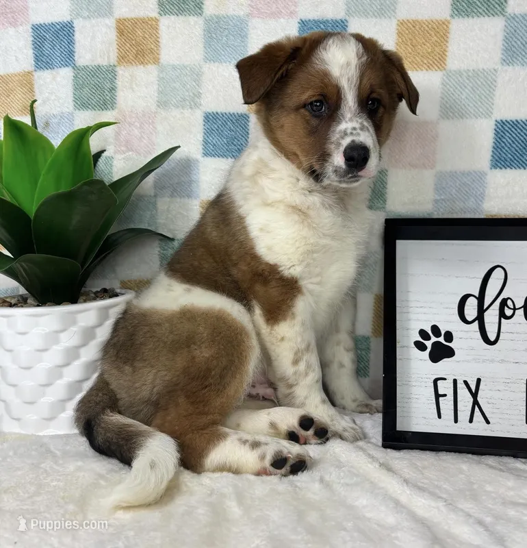 Ryder  – Australian Cattle Dog puppy for sale in Bargersville, IN