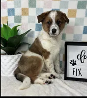 Ryder , a male Australian Cattle Dog for sale in Bargersville, IN – Photo 5 of 6
