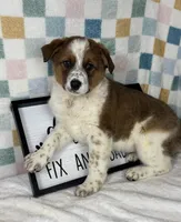 Ryder , a male Australian Cattle Dog for sale in Bargersville, IN – Photo 2 of 6