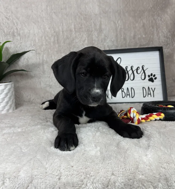Sophie – Boxer, Labrador Retriever puppy for sale in Bargersville, IN
