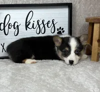 Prince AKC, a female Pembroke Welsh Corgi for sale in Bargersville, IN – Photo 3 of 5