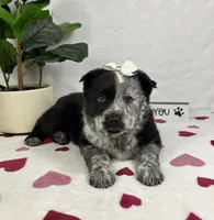Mable, a female Australian Cattle Dog and Miniature American Shepherd for sale in Bargersville, IN – Photo 2 of 5