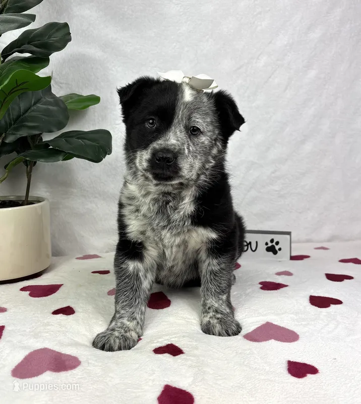 Mable – Australian Cattle Dog, Miniature American Shepherd puppy for sale in Bargersville, IN