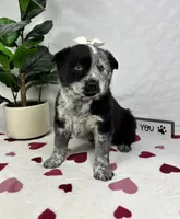 Mable, a female Australian Cattle Dog and Miniature American Shepherd for sale in Bargersville, IN – Photo 4 of 5
