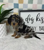 Danny AKC, a male Miniature Dachshund for sale in Bargersville, IN – Photo 1 of 7