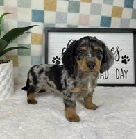 Danny AKC, a male Miniature Dachshund for sale in Bargersville, IN – Photo 3 of 7