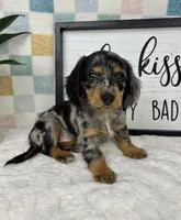 Danny AKC, a male Miniature Dachshund for sale in Bargersville, IN – Photo 7 of 7