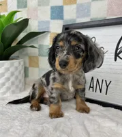 Danny AKC, a male Miniature Dachshund for sale in Bargersville, IN – Photo 6 of 7