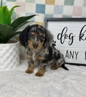 Danny AKC, a male Miniature Dachshund for sale in Bargersville, IN – Photo 4 of 7