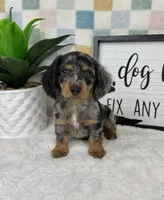 Danny AKC, a male Miniature Dachshund for sale in Bargersville, IN – Photo 2 of 7