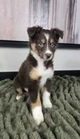 Sandy, a female Australian Shepherd for sale in Bargersville, IN – 2 of 5