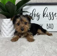 Teddy, a male Yorkshire Terrier for sale in Bargersville, IN – Photo 4 of 5