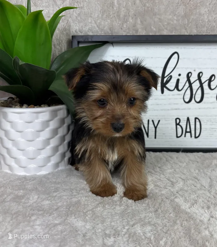Teddy, a male Yorkshire Terrier for sale in Bargersville, IN – Photo 1 of 5