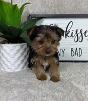 Teddy, a male Yorkshire Terrier for sale in Bargersville, IN – Photo 1 of 5