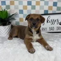 Rueben , a male Australian Cattle Dog for sale in Bargersville, IN – Photo 2 of 5