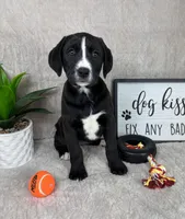 Sydney , a male Boxer and Labrador Retriever for sale in Bargersville, IN – Photo 1 of 5