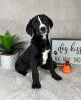 Sydney , a male Boxer and Labrador Retriever for sale in Bargersville, IN – Photo 4 of 5