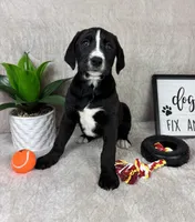 Sydney , a male Boxer and Labrador Retriever for sale in Bargersville, IN – Photo 5 of 5