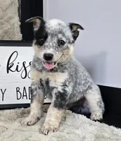 Molly, a female Australian Cattle Dog for sale in Bargersville, IN – Photo 1 of 5