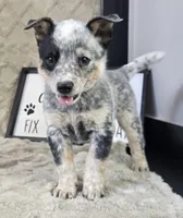 Molly, a female Australian Cattle Dog for sale in Bargersville, IN – Photo 4 of 5