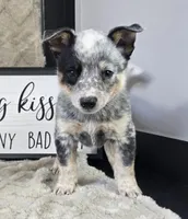 Molly, a female Australian Cattle Dog for sale in Bargersville, IN – Photo 3 of 5