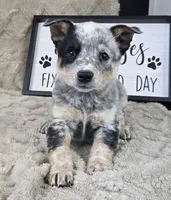 Molly, a female Australian Cattle Dog for sale in Bargersville, IN – Photo 5 of 5