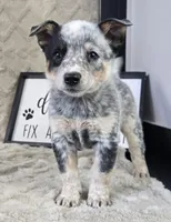 Molly, a female Australian Cattle Dog for sale in Bargersville, IN – Photo 2 of 5