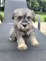 Sandy, a female Miniature Schnauzer for sale in Bargersville, IN – 5 of 6