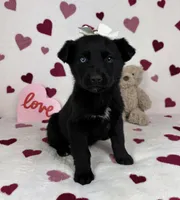 Charlotte , a male German Shepherd Dog and Miniature Australian Shepherd for sale in Bargersville, IN – Photo 5 of 5