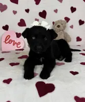 Charlotte , a male German Shepherd Dog and Miniature Australian Shepherd for sale in Bargersville, IN – Photo 3 of 5