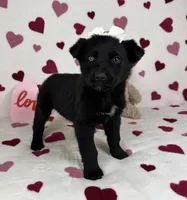 Charlotte , a male German Shepherd Dog and Miniature Australian Shepherd for sale in Bargersville, IN – Photo 4 of 5