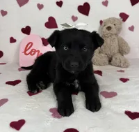 Charlotte , a male German Shepherd Dog and Miniature Australian Shepherd for sale in Bargersville, IN – Photo 2 of 5