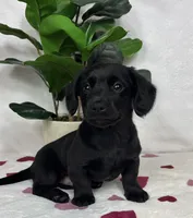 Liam, a male Miniature Dachshund for sale in Bargersville, IN – Photo 2 of 6