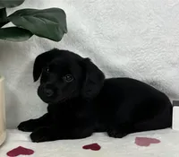 Liam, a male Miniature Dachshund for sale in Bargersville, IN – Photo 5 of 6