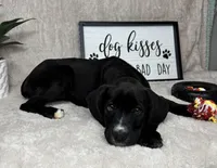 Sophie, a female Boxer for sale in Bargersville, IN – Photo 3 of 4