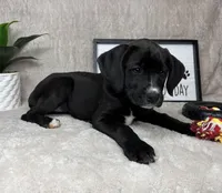 Sophie, a female Boxer for sale in Bargersville, IN – Photo 2 of 4