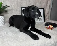 Sophie, a female Boxer for sale in Bargersville, IN – Photo 4 of 4