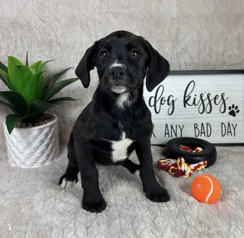 Sophie, a female Boxer for sale in Bargersville, IN – Photo 1 of 4