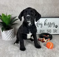 Sophie, a female Boxer for sale in Bargersville, IN – Photo 1 of 4