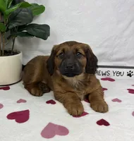 Danny, a male Dachshund for sale in Bargersville, IN – Photo 2 of 5