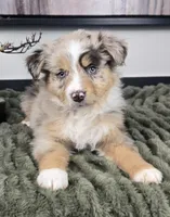 Sally, a female Australian Shepherd for sale in Bargersville, IN – 1 of 5