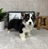 Peanut AKC, a male Pembroke Welsh Corgi for sale in Bargersville, IN – Photo 5 of 5