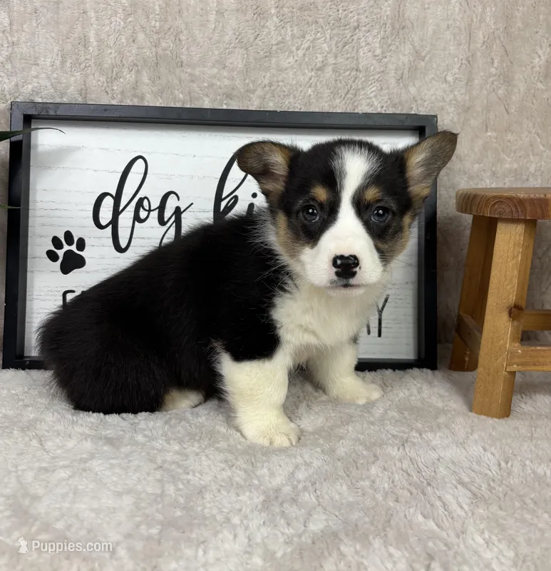 Peanut AKC – Pembroke Welsh Corgi puppy for sale in Bargersville, IN
